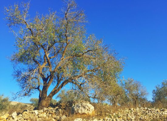 Ogni mattina a Jenin